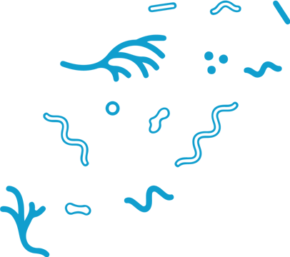 Stomach And Small Intestine Microseum